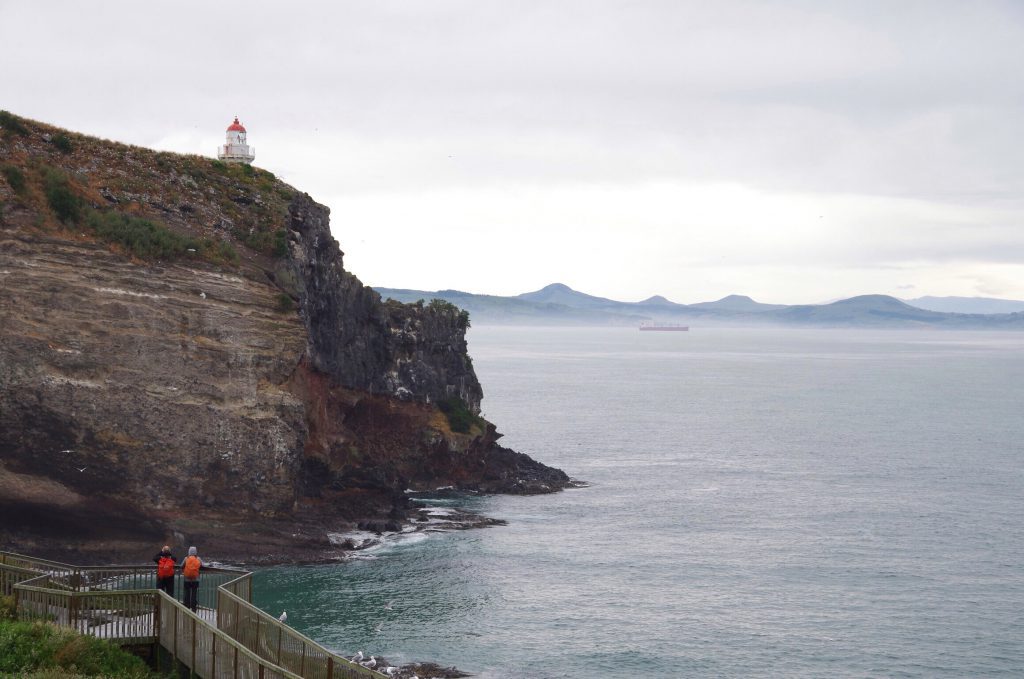 royal_albatross_centre